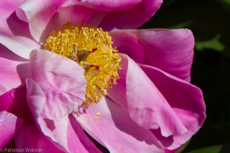 A single blowsy pink rose at La Foce. I love the fuzzy yellow centre.