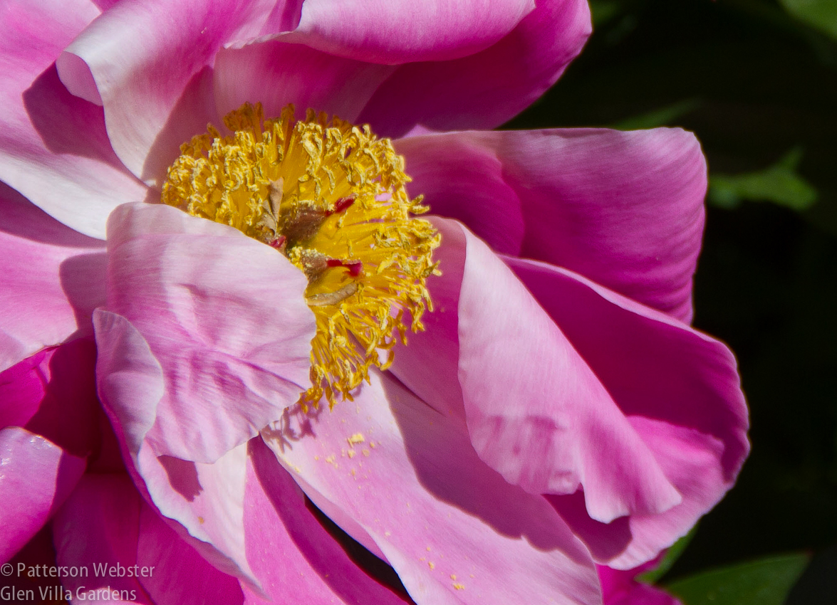 A single blowsy pink rose at La Foce. I love the fuzzy yellow centre.