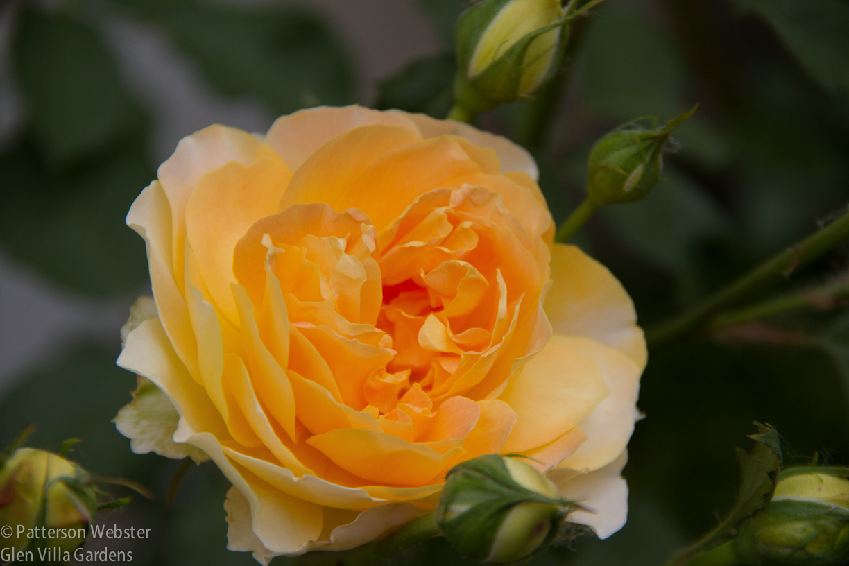 A golden glow emanated from this rose, at the Villa Medici at Fiesole.