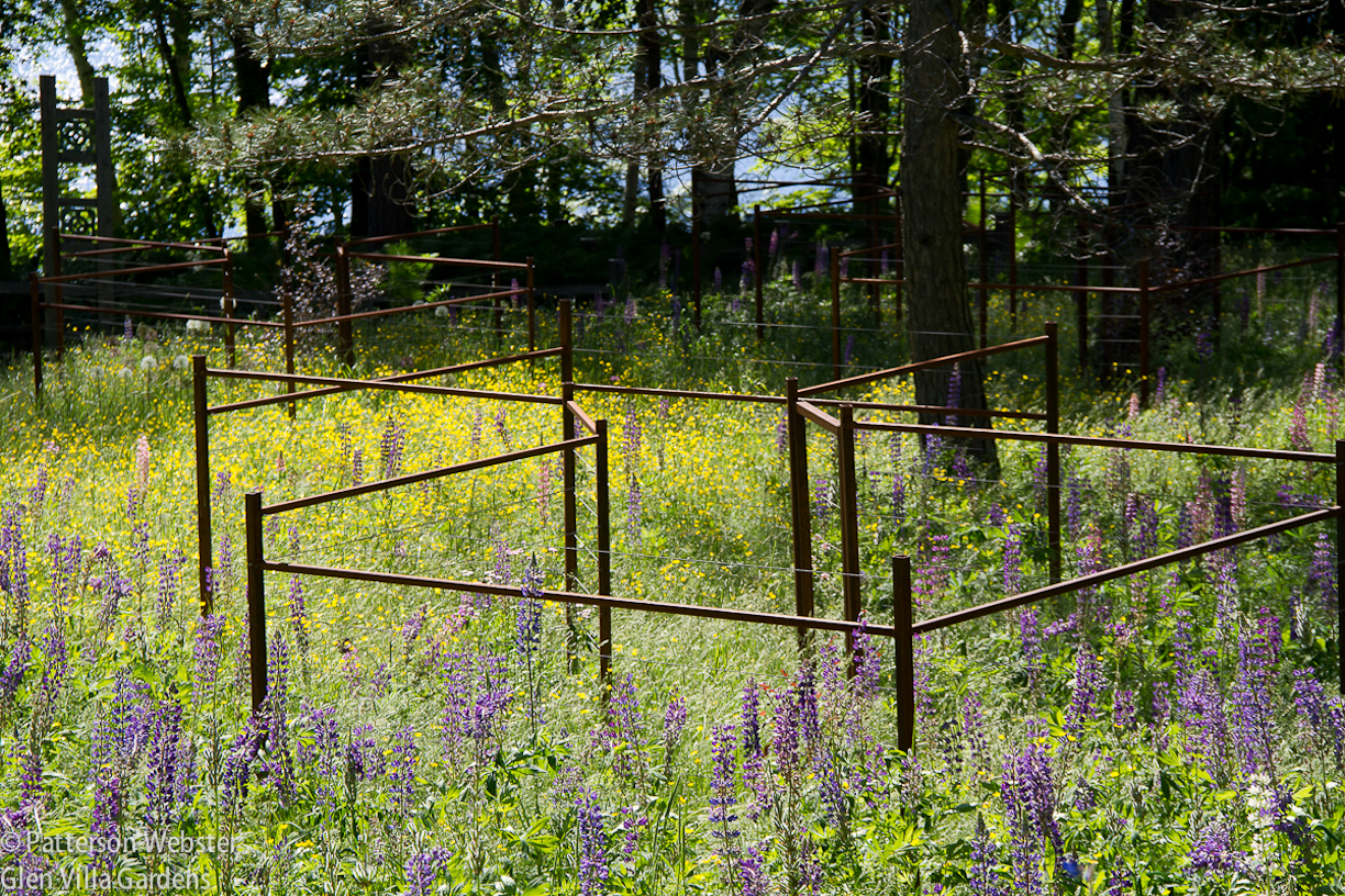 This photo from last summer shows the shape of the cages, now set amidst a meadow full of wildflowers.