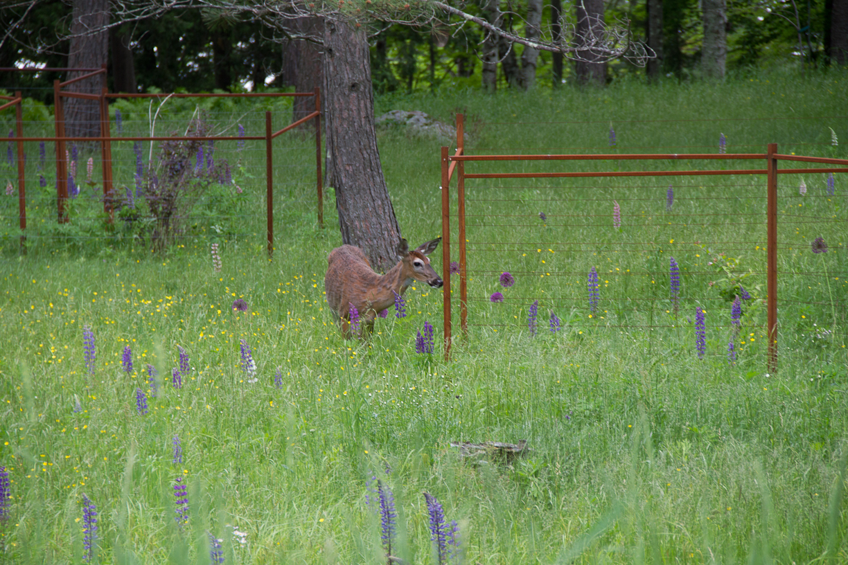 A hungry deer investigates what is behind the fence in the meadow.
