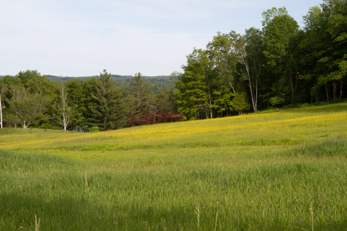 The upper field is full of buttercups in late spring. The upper field is full of buttercups in late spring.