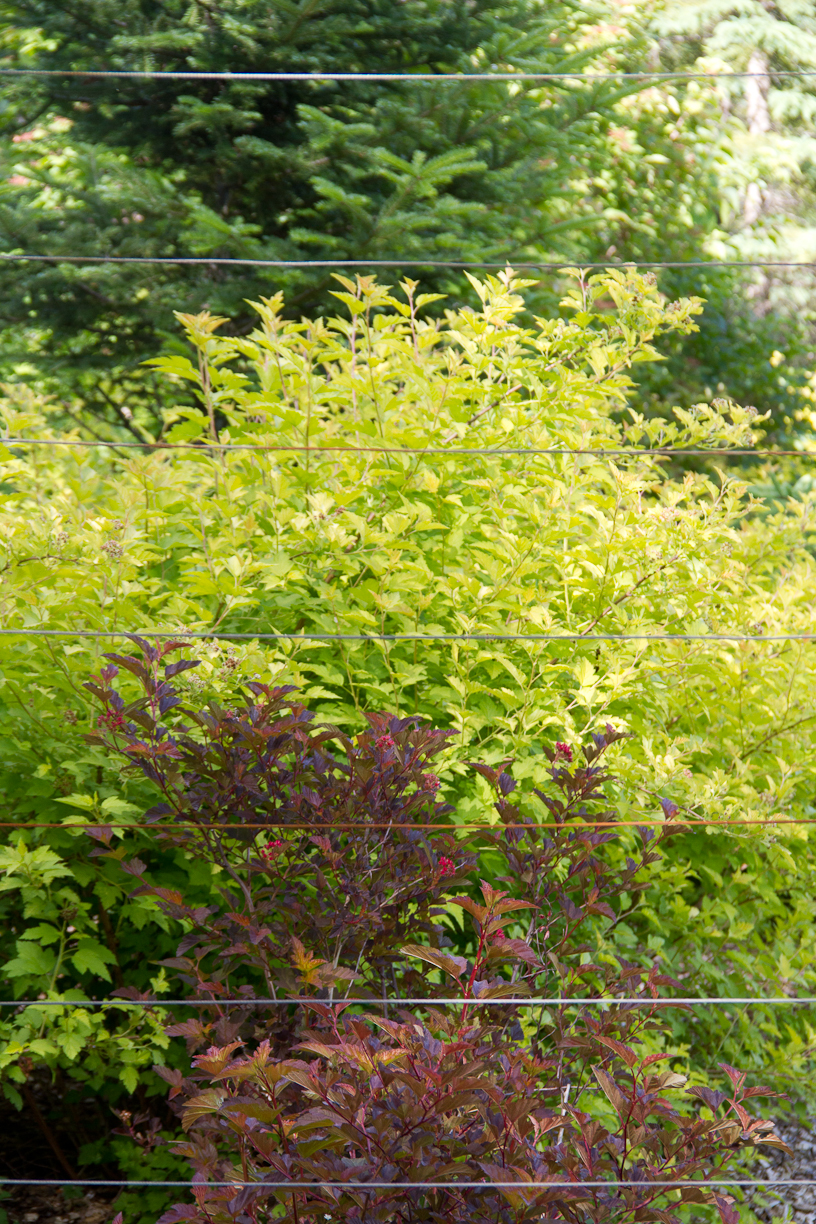 Three colours of foliage: spruce, Gold Nugget physocarpus and Coppertina physocarpus.