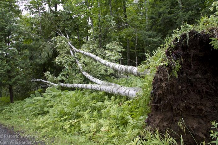 The trees that the storm blew down were big, but shallowly rooted.