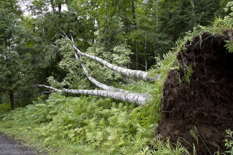 The trees that the storm blew down were big, but shallowly rooted.