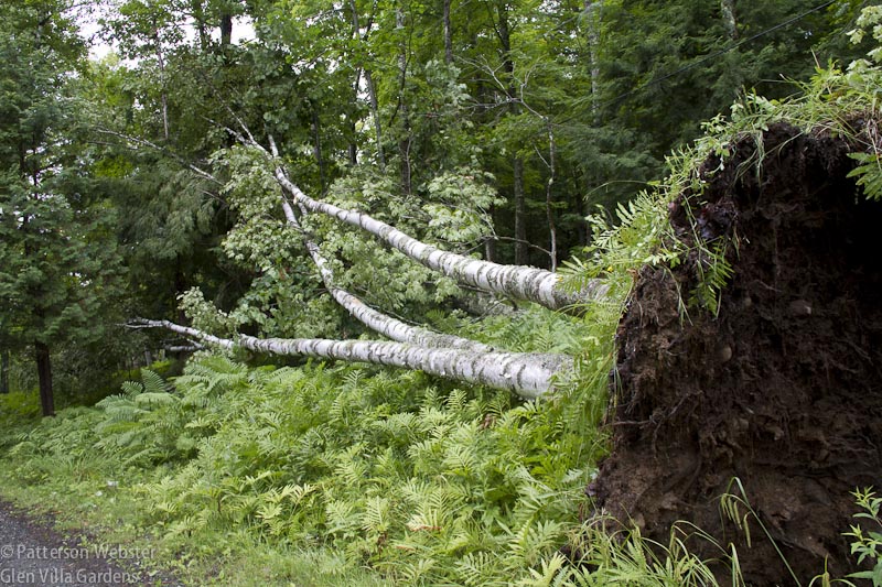 The trees that the storm blew down were big, but shallowly rooted. The trees that the storm blew down were big, but shallowly rooted.