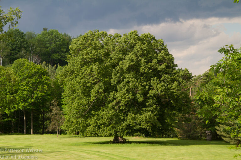 The linden tree at the end of the Big Lawn on June 2015.