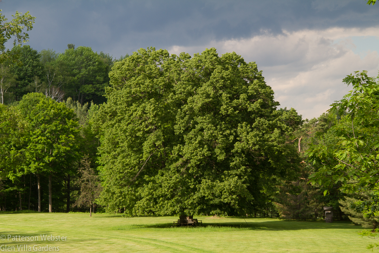 The linden tree at the end of the Big Lawn on June 2015.