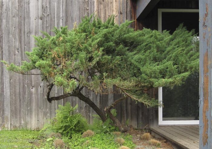 After a first pruning, the shrub was looking vaguely like a large bonsai.