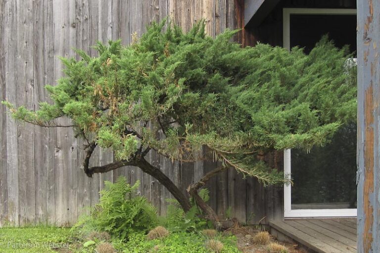 After a first pruning, the shrub was looking vaguely like a large bonsai.