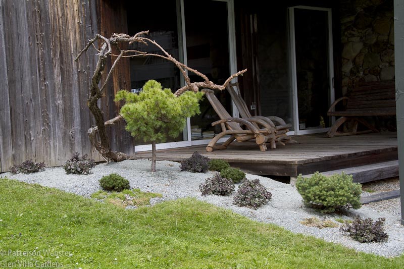 The branches of the juniper provide a framework for a Zen-like garden.