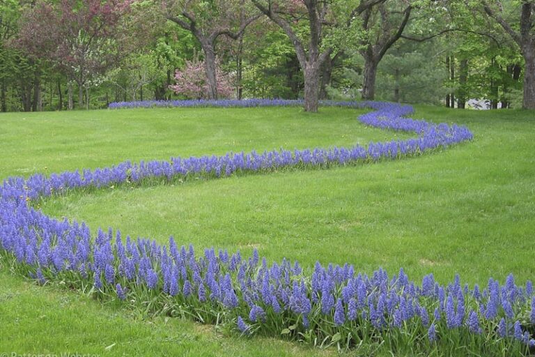 This photo is from 2007, the spring after we planted the muscari bulbs for the second time.