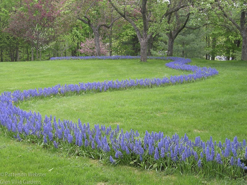 This photo is from 2007, the spring after we planted the muscari bulbs for the second time.