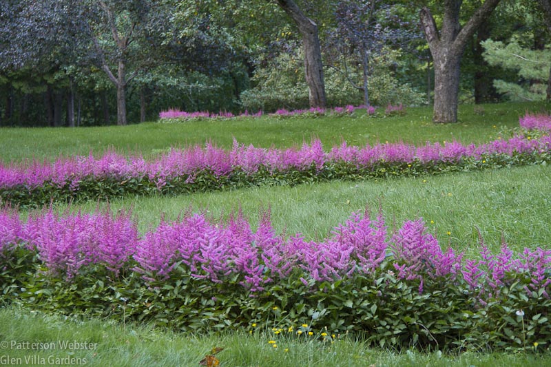 The dragon's tail in August is a scribble of pink across green grass.