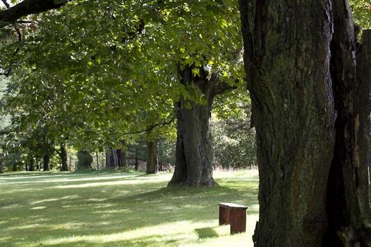 These maple trees have offered shade for over 100 years. They line the bank above the lake. An old asphalt path runs alongside them; it was built for guests at Glen Villa Inn.