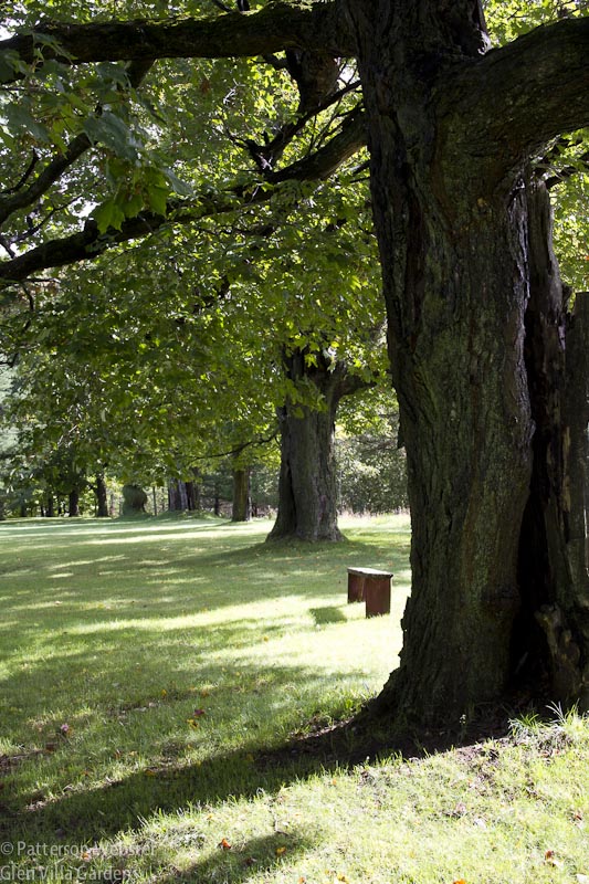 These maple trees have offered shade for over 100 years. They line the bank above the lake. An old asphalt path runs alongside them; it was built for guests at Glen Villa Inn.
