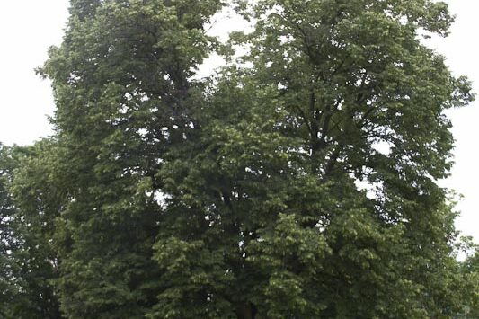 The split in the canopy is most visible from this angle.