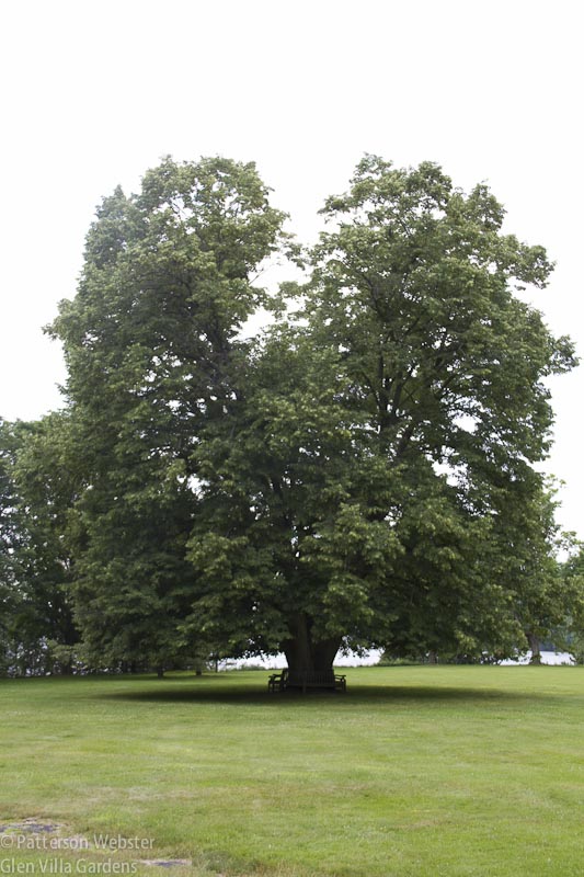 The split in the canopy is most visible from this angle.