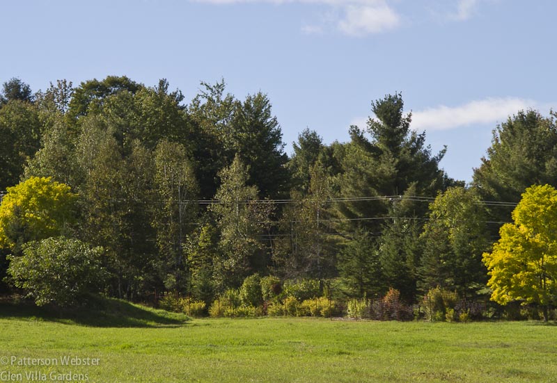 The shrub border seen from across the Upper Field is beginning to look autumnal.