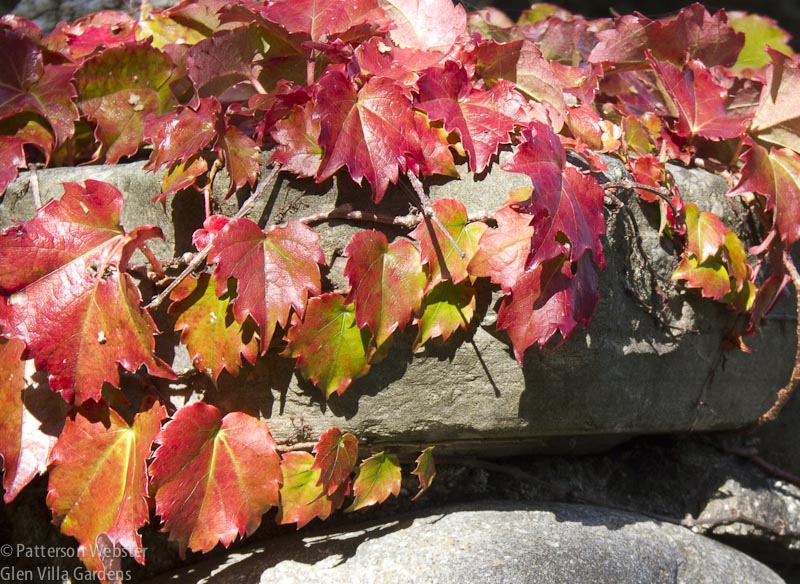 Virginia creeper climbing one of the stone walls at Glen Villa changes colour early in the season. 