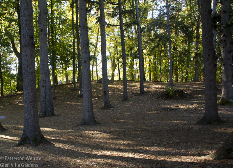 A grove of trees acquires meaning when positioned in relation to "Tower 2014."