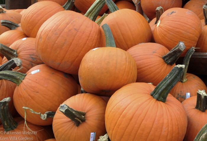 pumpkins