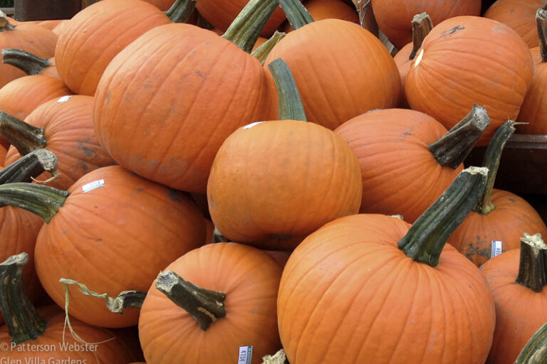 pumpkins