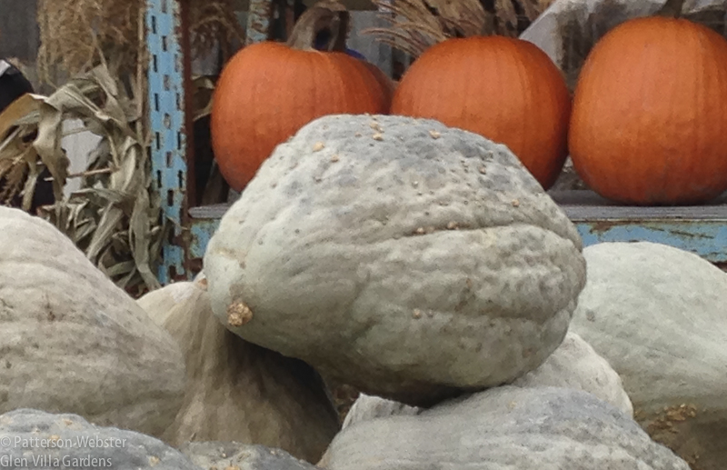 This is a weird colour for a pumpkin. I am confident that it won't be decorating my doorstep.