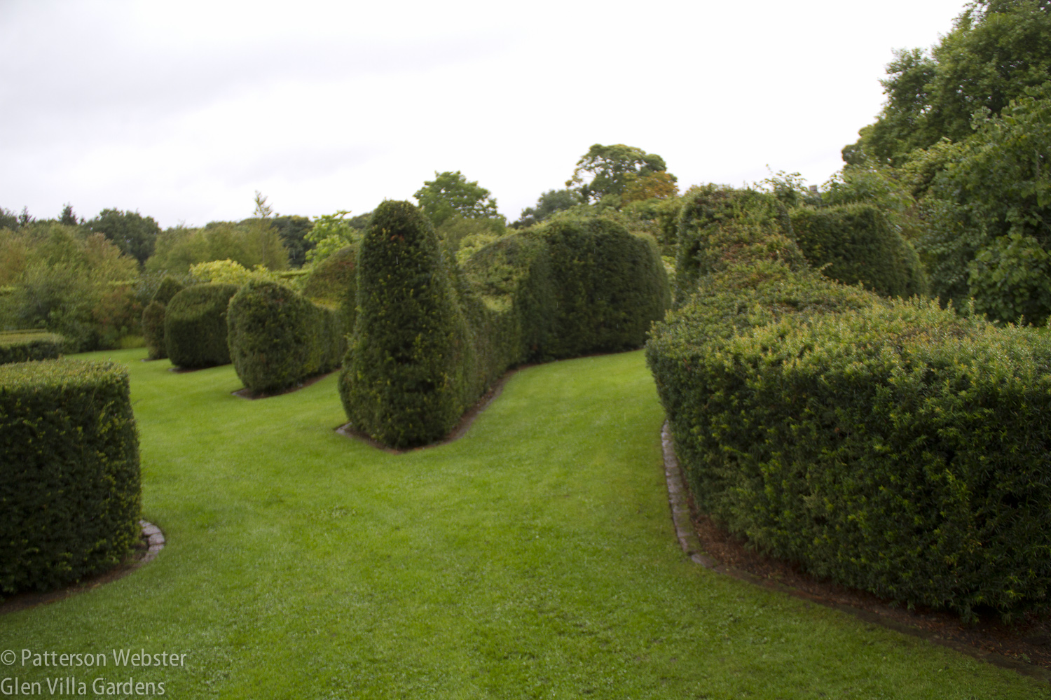 Yew hedges mimic drifts of grass. 