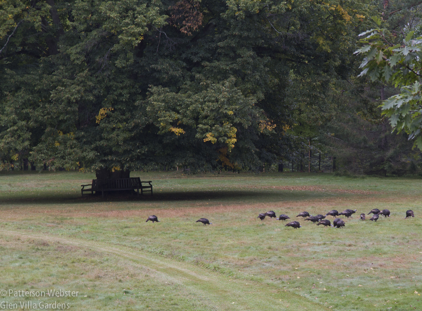 Wild turkeys enjoy munching on the grass and whatever it offers.