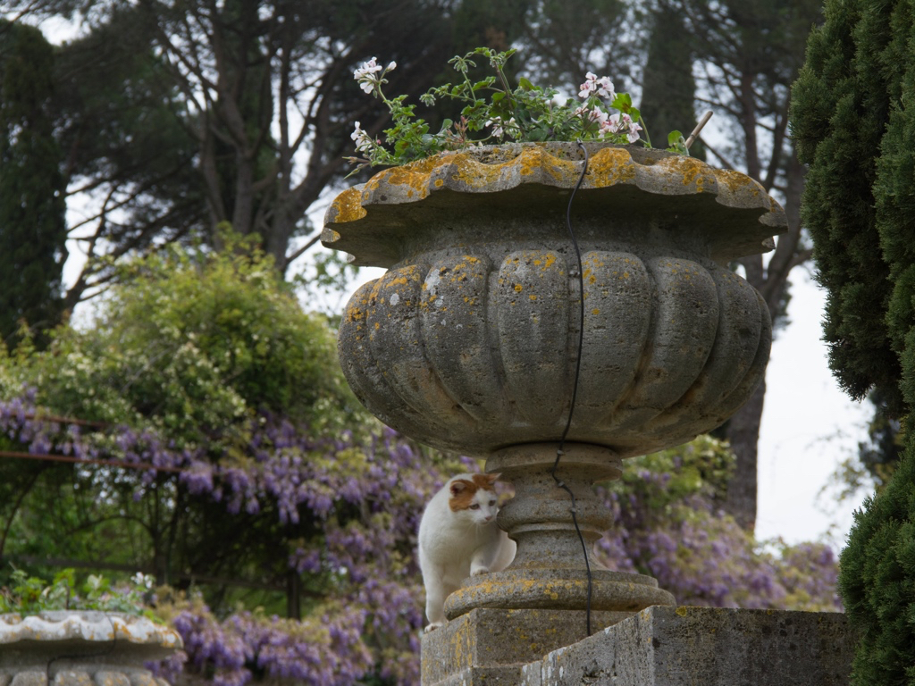 A cat slinks its way round one of the many urns designed by Cecil Pinsent for La Foce. 