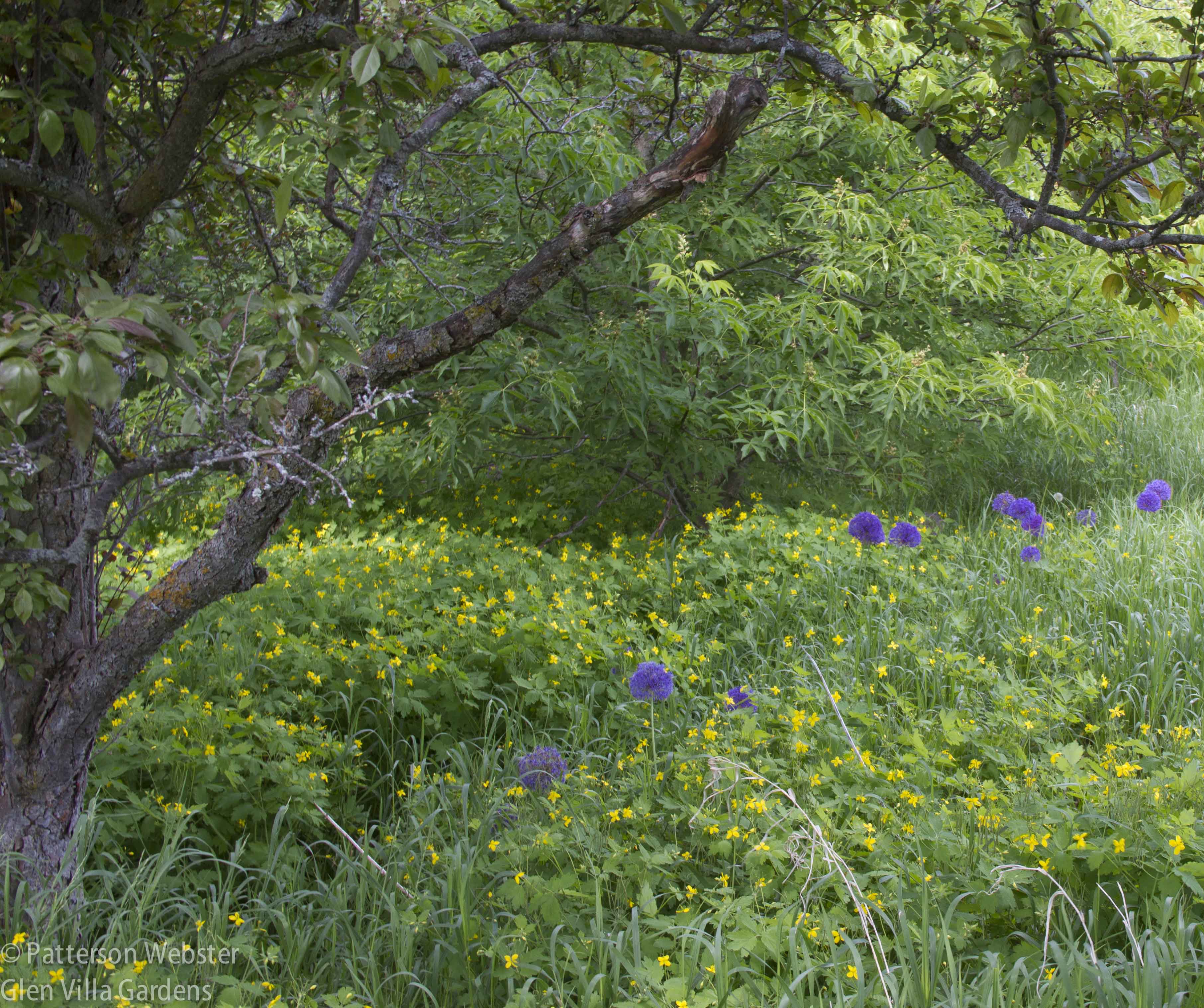 A wild area at Lilac Tree Farm is bursting with bloom in early June.