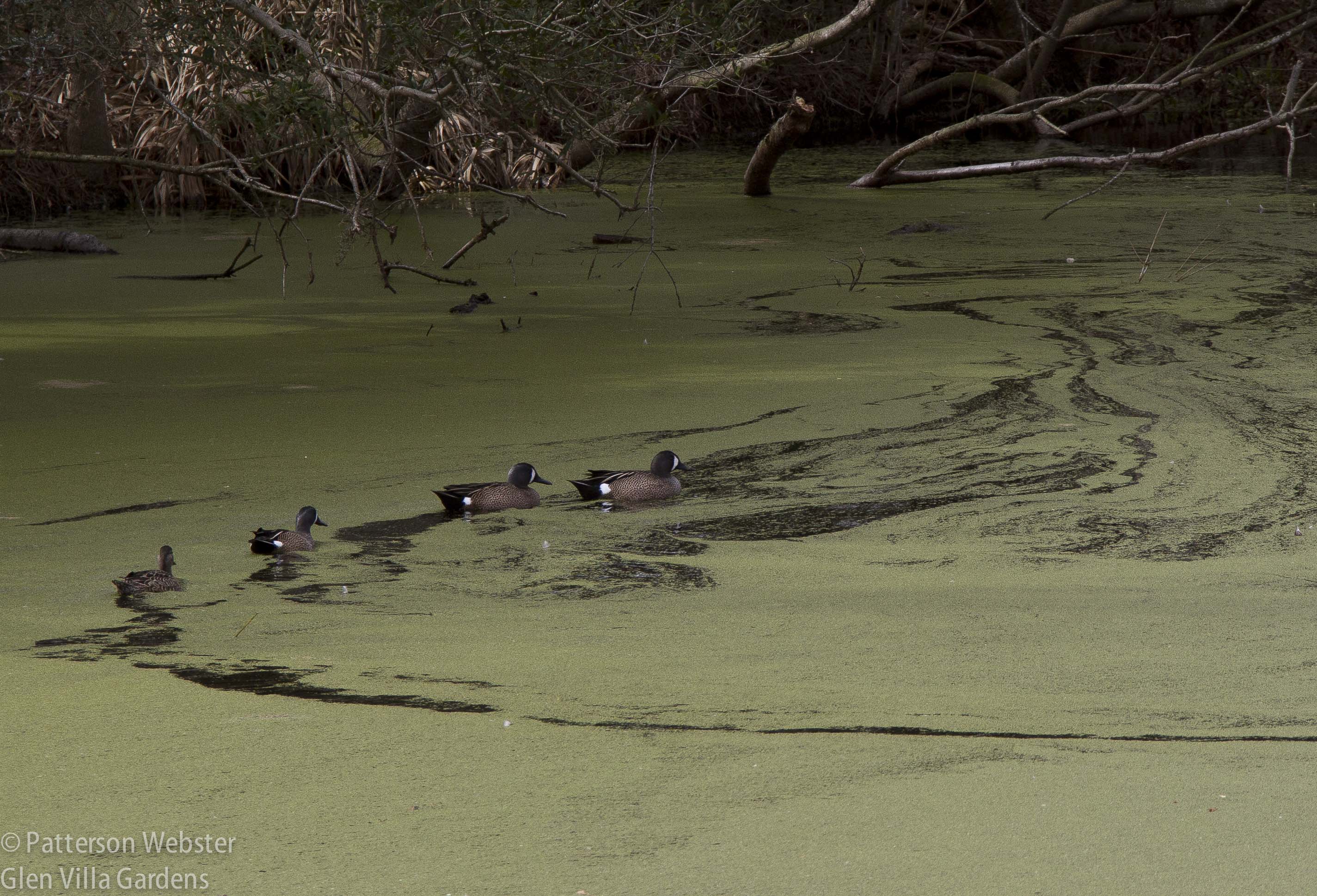 I like the swirling patterns the ducks have formed through the swamp weed.
