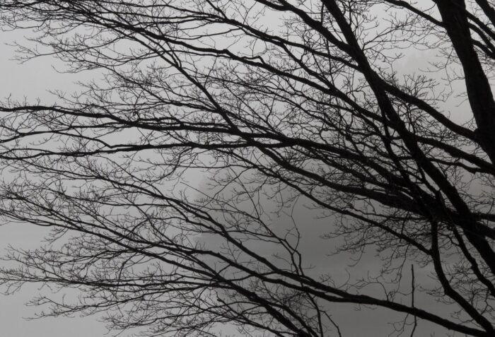 The future is as misty as the piece of land partly hidden by the tree branches.