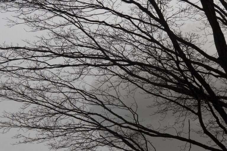 The future is as misty as the piece of land partly hidden by the tree branches.