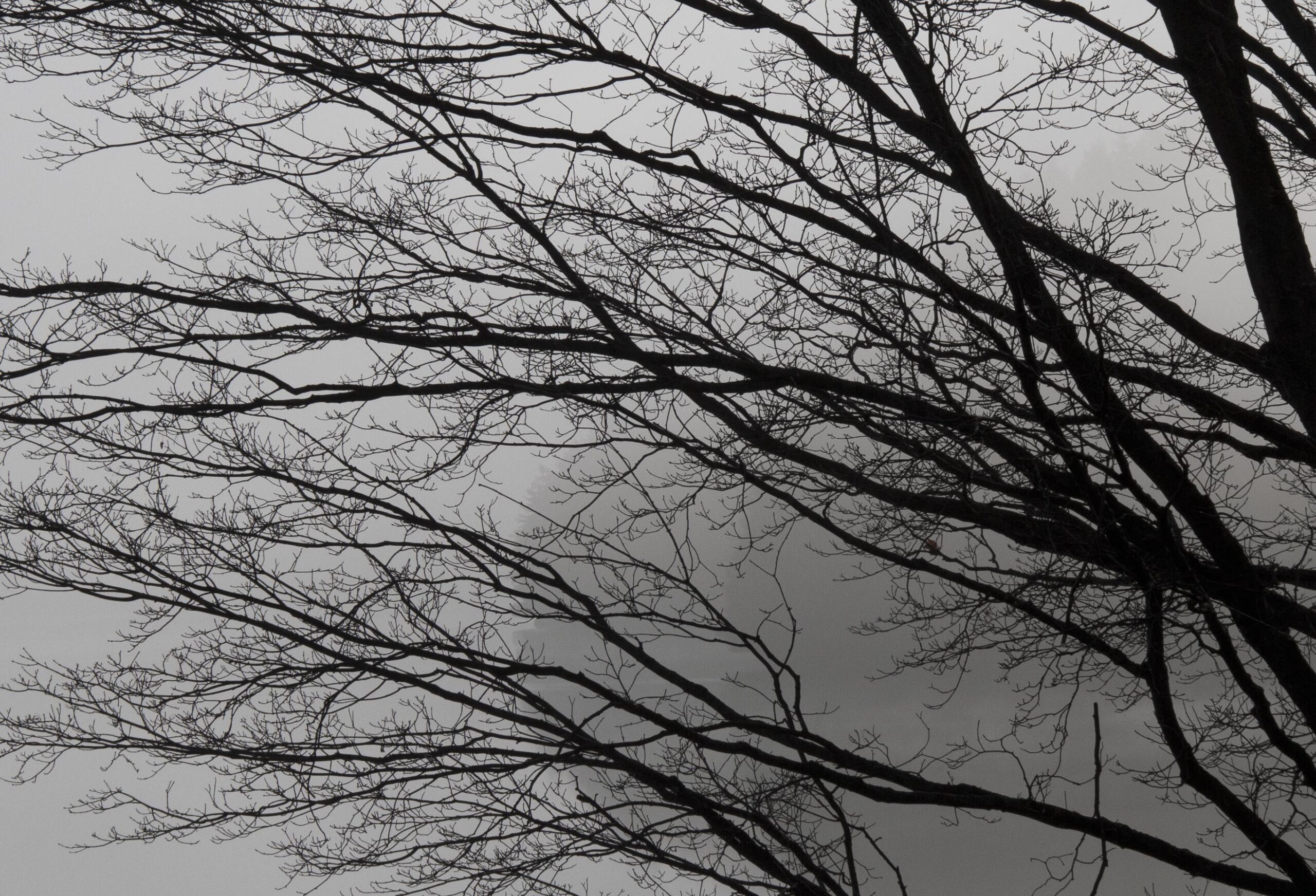 The future is as misty as the piece of land partly hidden by the tree branches.