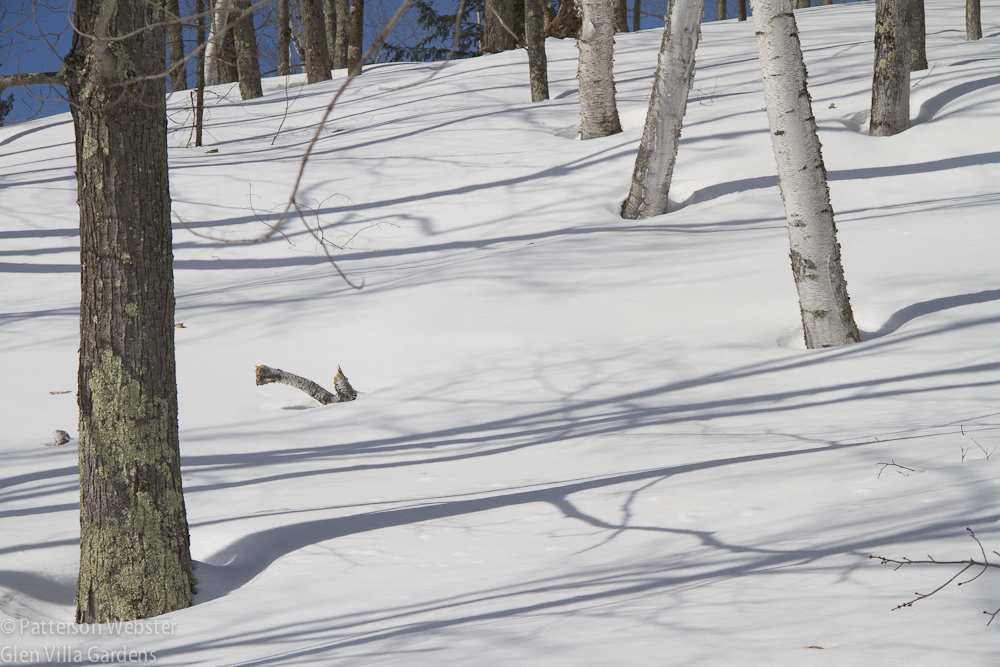 Tree trunks cast shadows across the snow.