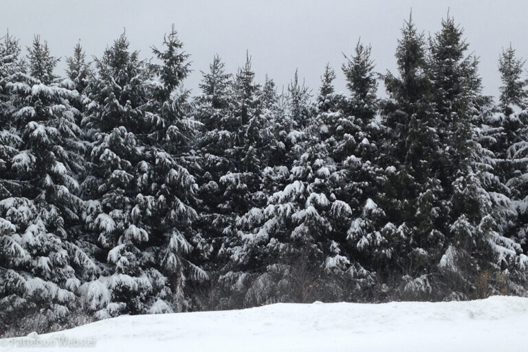 Spruce trees are particularly appealing after a winter snowstorm.