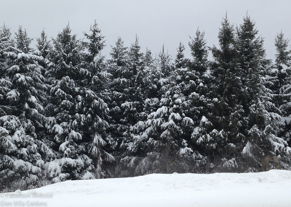 Spruce trees are particularly appealing after a winter snowstorm.