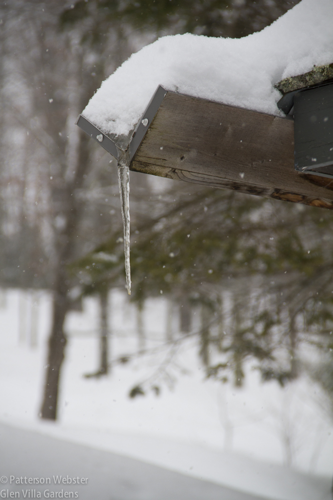 This icicle is thin and not very long. Another hanging in a less photogenic way, is three times as thick and at least twice as long.