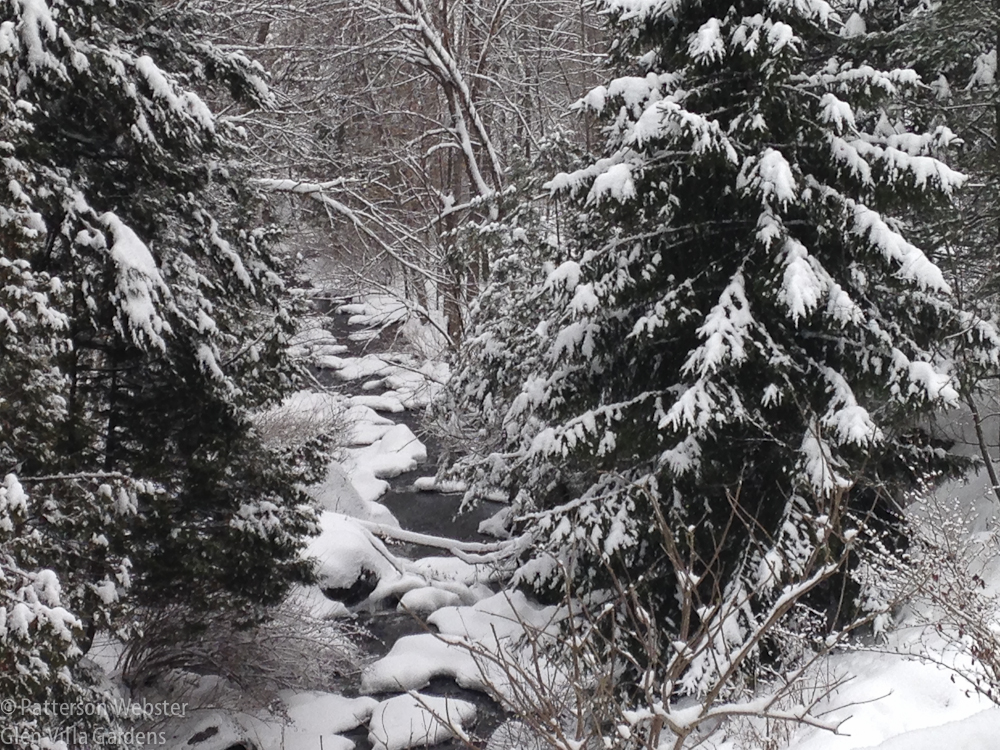 Evergreens, snow and open water: a clichéd winter scene that is beautiful nonetheless.