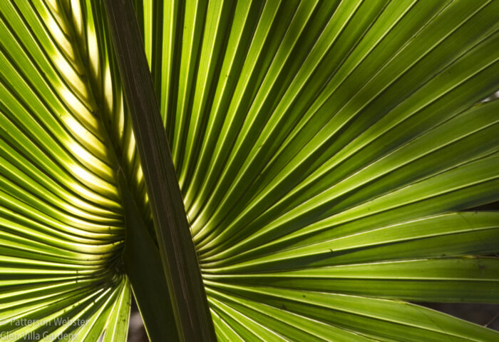 These palms have an inner glow that warms the soul. These palms have an inner glow that warms the soul.