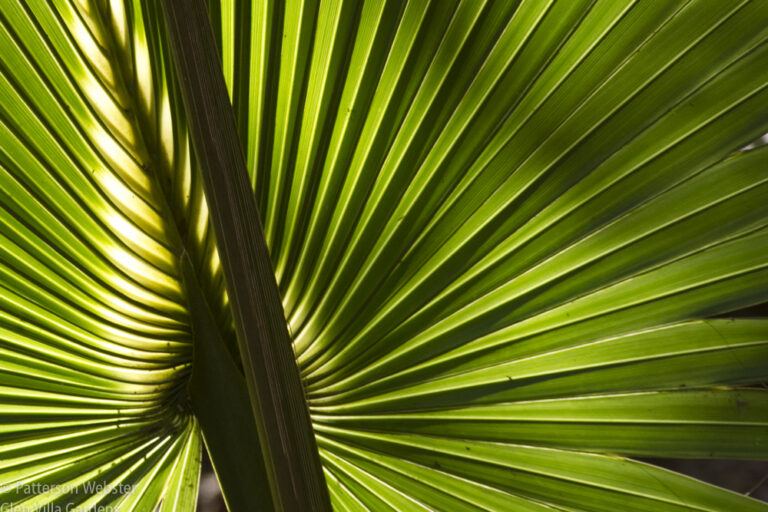 These palms have an inner glow that warms the soul.