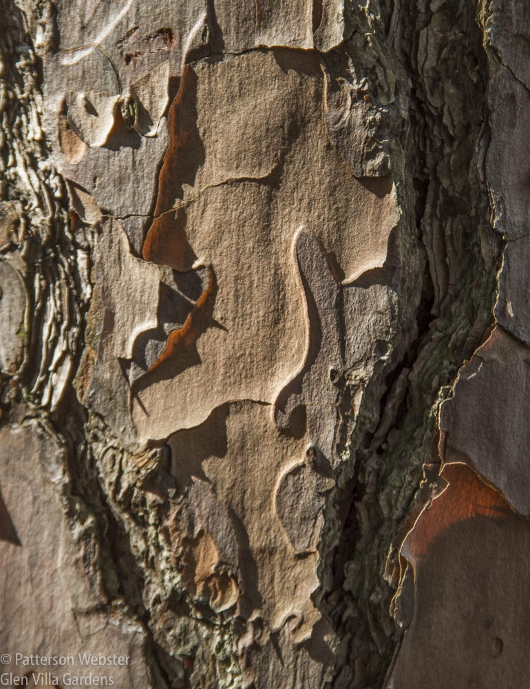 This reddish-brown scaly bark is why I think the pine is a pond pine, also called as marsh or Pocosin pine. 