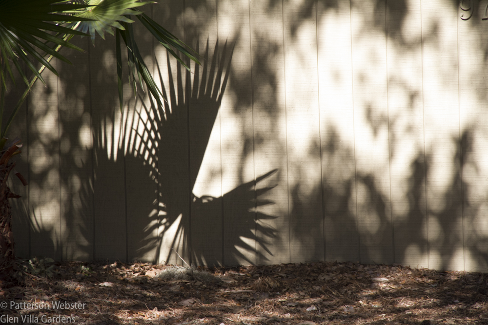 A bird in flight or the shadow of a palm?