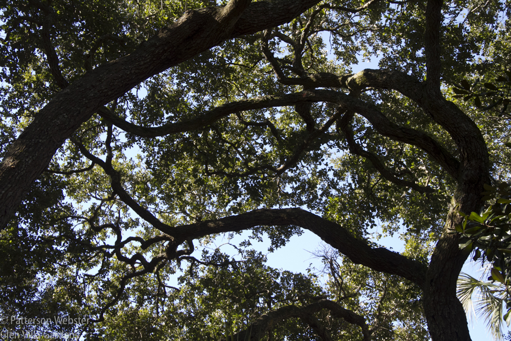 Are these the branches of a live oak?