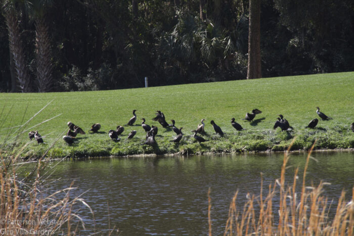 Do you think they are gathering for a caucus? Politics is all people are talking about here in South Carolina, so why not the birds as well?