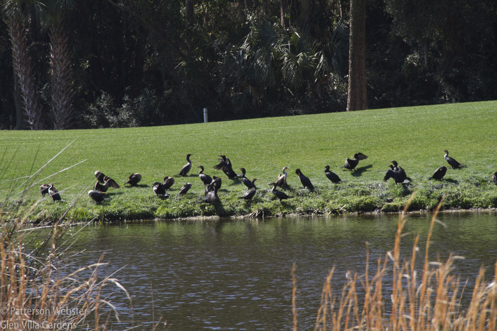 Do you think they are gathering for a caucus? Politics is all people are talking about here in South Carolina, so why not the birds as well?