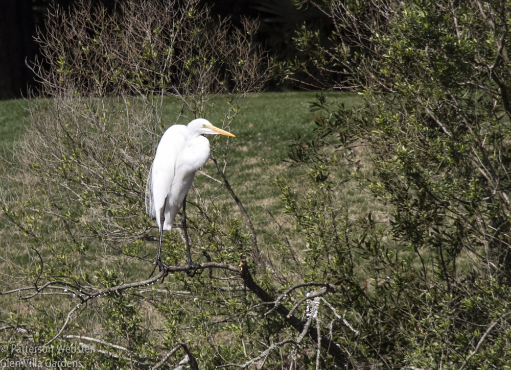 Hunched over, this egret looks small. With neck extended, the birds look much larger and more graceful. 
