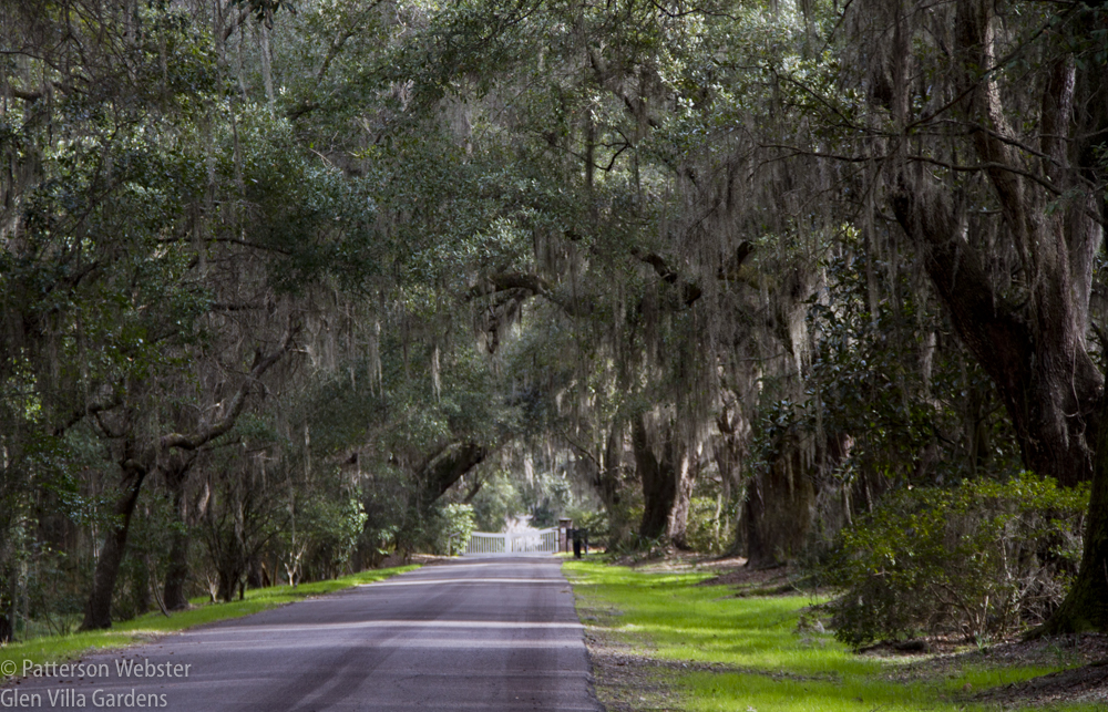 The entrance avenue of live oak, planted some 200 years ago, sets the tone for all that follows.